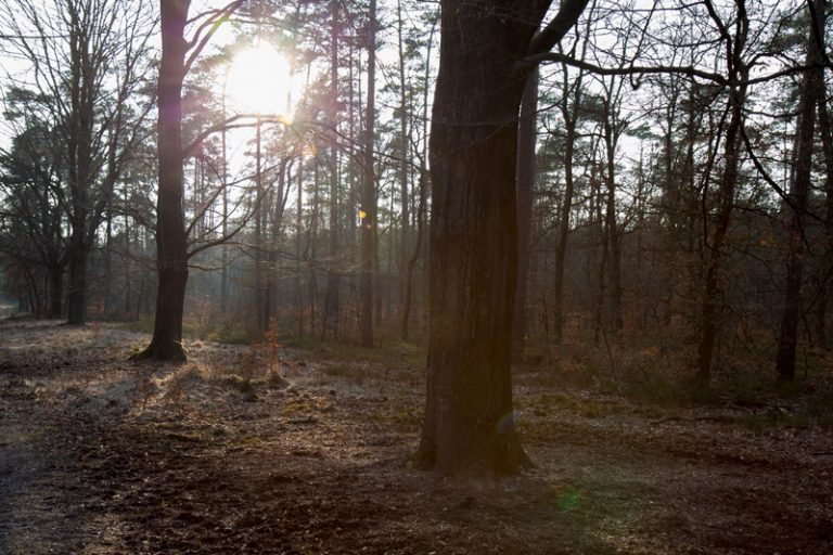 Wildspeurtocht op de Veluwe | www.deedylicious.nl